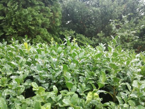 green forest after rain