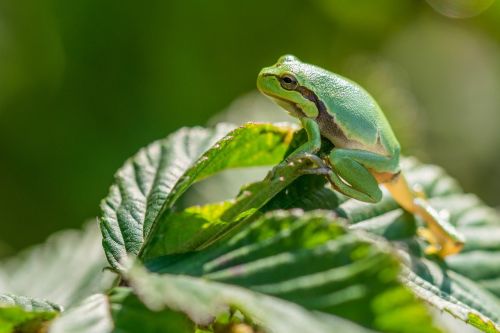 green tree frog sheet