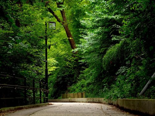 green natural road