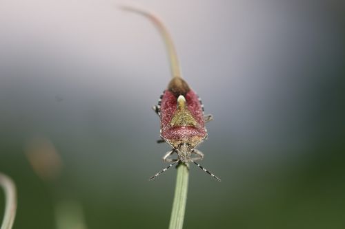 green insect leaves