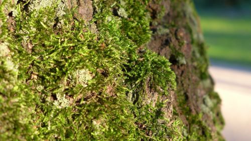 green log moss