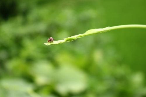 green background ladybug