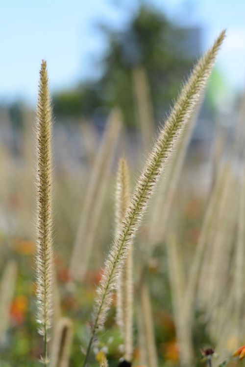 green nature plant