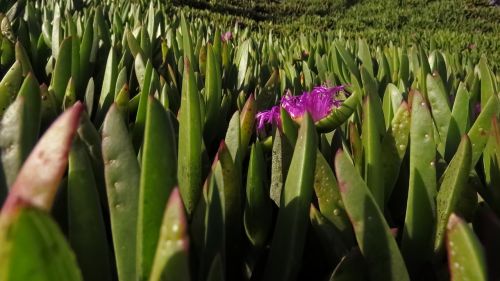 green nature flower