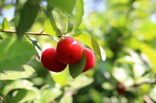 green tree plant