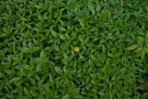 green leaves single yellow flower