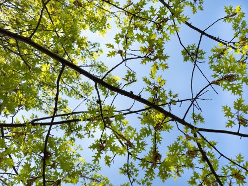 green trees plants