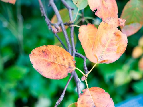 green trees plant