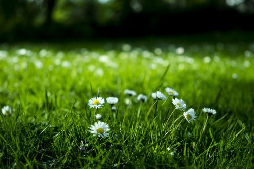 green grass grassland