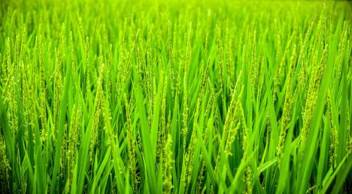 green grass wheat