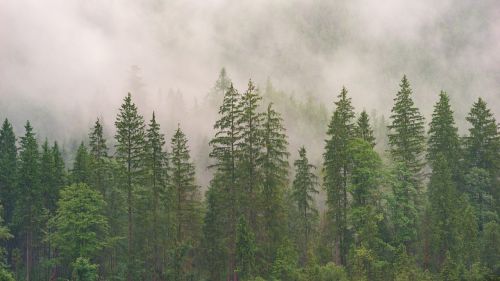 green trees plant