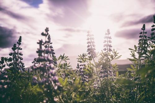 green plant nature