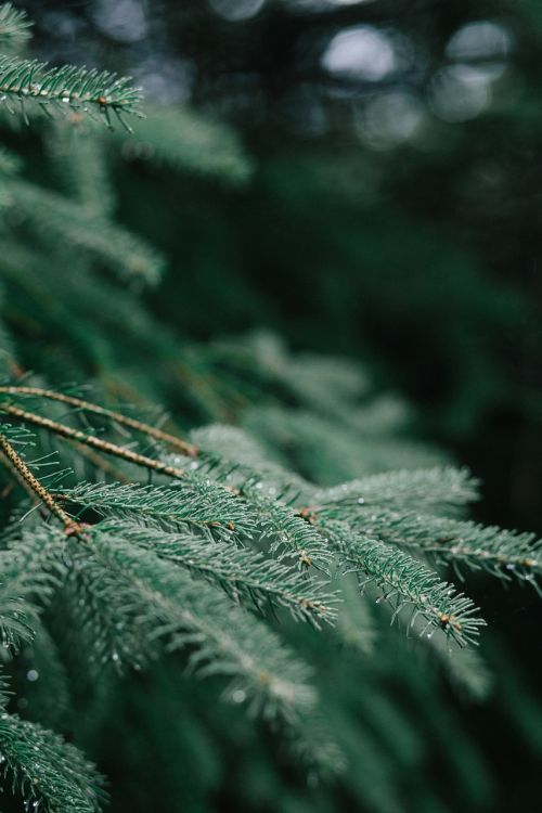 green leaf plant