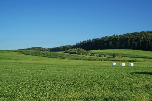 green grass meadow