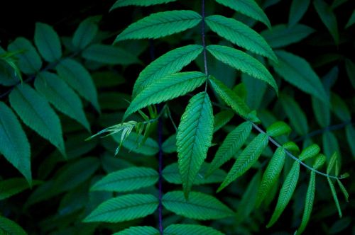 green leaf plant