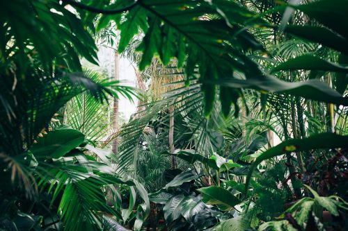 green leaf plants