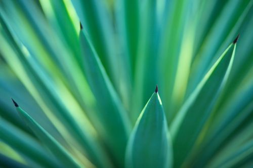 green plant nature