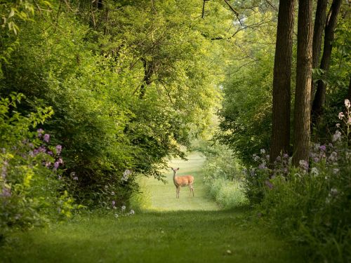 green grass outdoor