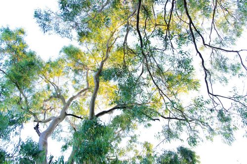 green trees plant