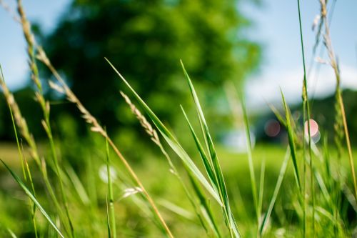 green grass field