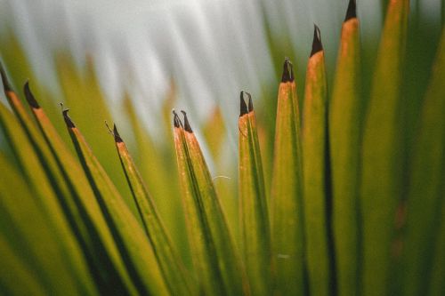 green leaf plant