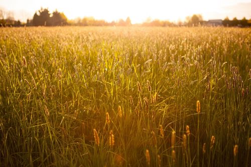 green grass field