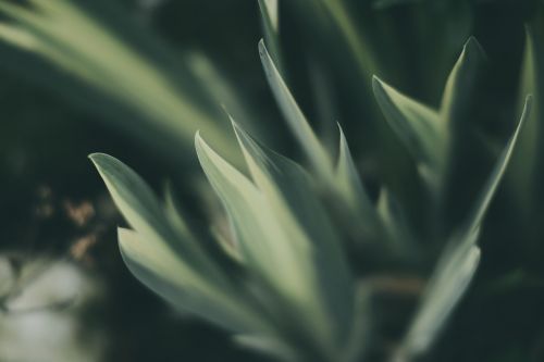 green leaf plant