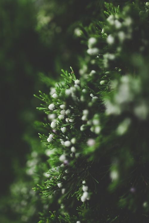 green plants nature