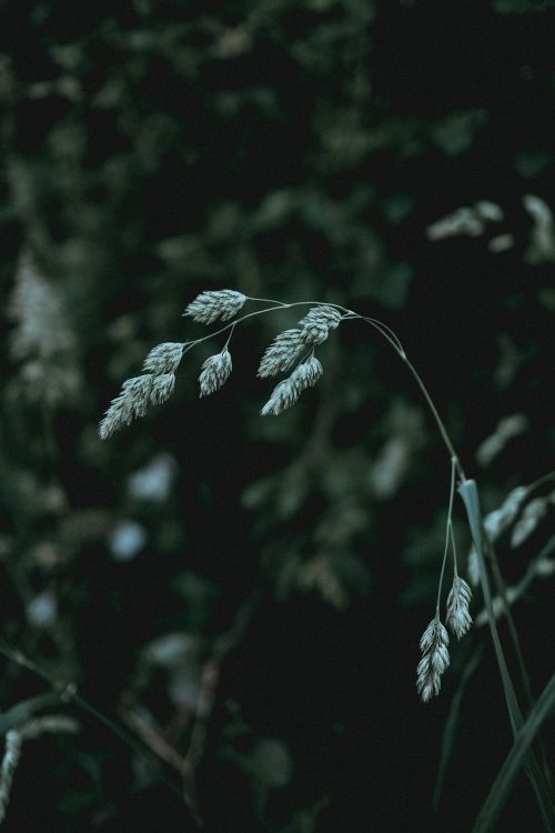 green grass dark