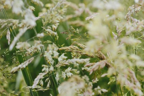 green grass field