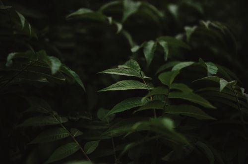 green leaf plant