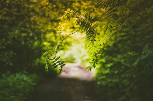 green leaves plants