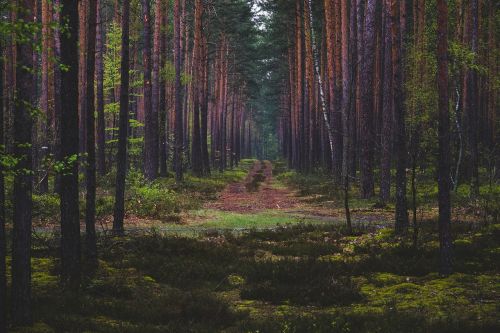 green trees plant