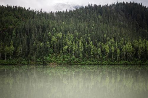 green trees plant