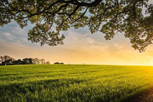 green field crops