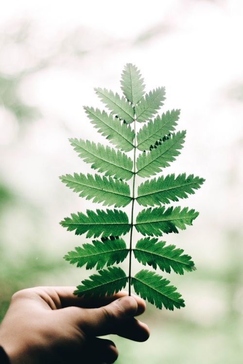 green leaf plant