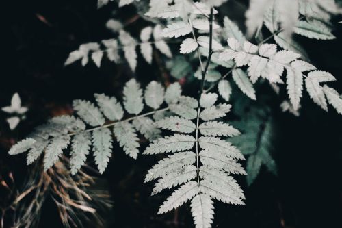 green leaf plant