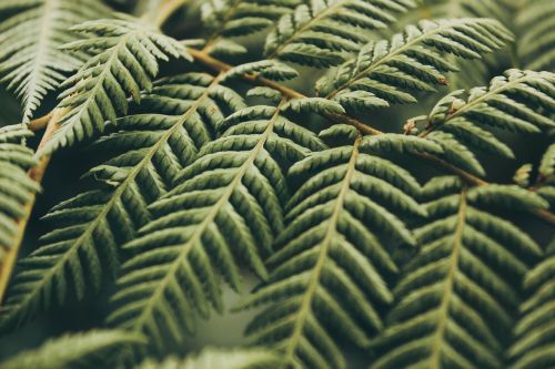 green leaf plant