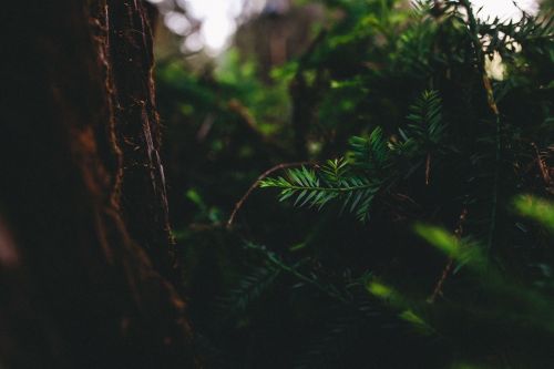 green leaf plant