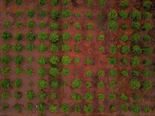 green trees plant