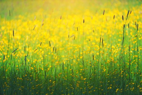 green grass yellow