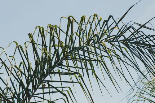 green leaf plant