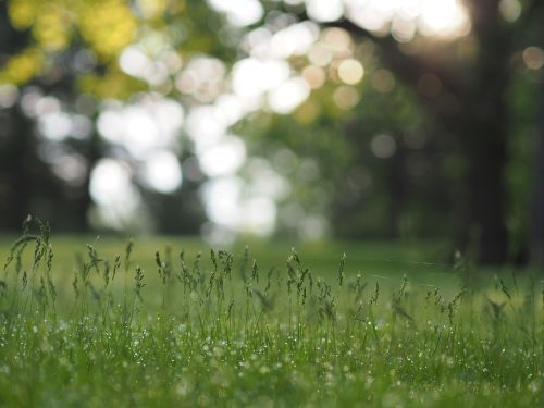 green grass grassland