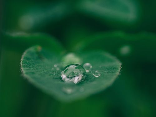 green leaf plant