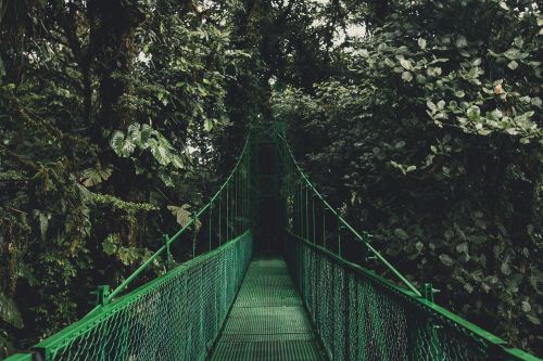 green trees plants