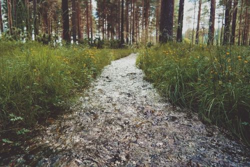 green grass outdoor