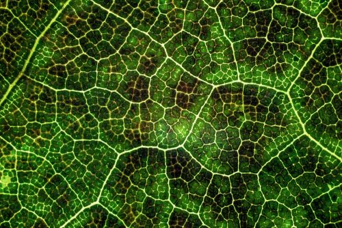 green leaf texture