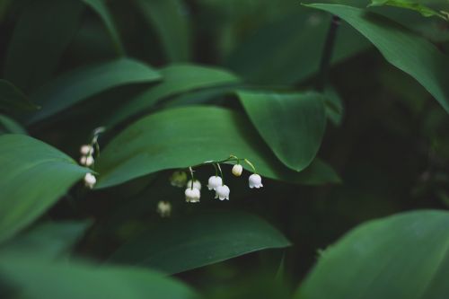 green leaf plant