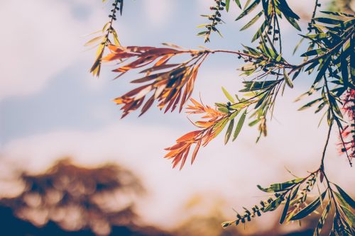 green leaf plant