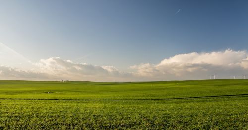 green grass field